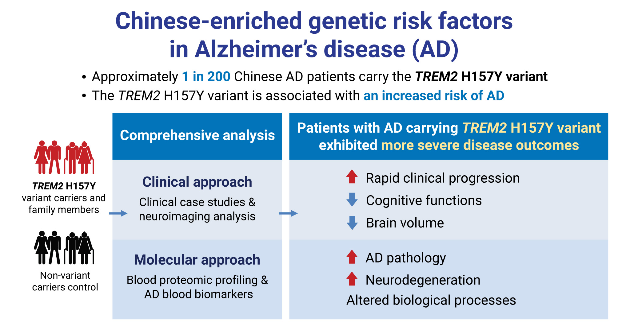 The research team reveals that the TREM2 H157Y variant, a Chinese-enriched genetic risk factor for AD, is associated with an increased risk of AD. Moreover, AD patients with this genetic variant exhibit more severe disease outcomes.
